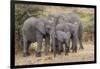 Africa. Tanzania. African elephants at Serengeti National Park.-Ralph H. Bendjebar-Framed Photographic Print