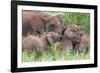 Africa. Tanzania. African elephants at Tarangire National Park,-Ralph H. Bendjebar-Framed Photographic Print