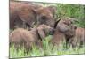 Africa. Tanzania. African elephants at Tarangire National Park,-Ralph H. Bendjebar-Mounted Photographic Print