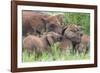 Africa. Tanzania. African elephants at Tarangire National Park,-Ralph H. Bendjebar-Framed Photographic Print