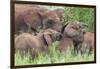 Africa. Tanzania. African elephants at Tarangire National Park,-Ralph H. Bendjebar-Framed Photographic Print