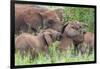 Africa. Tanzania. African elephants at Tarangire National Park,-Ralph H. Bendjebar-Framed Photographic Print