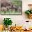 Africa. Tanzania. African elephants at Tarangire National Park,-Ralph H. Bendjebar-Framed Stretched Canvas displayed on a wall