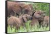 Africa. Tanzania. African elephants at Tarangire National Park,-Ralph H. Bendjebar-Framed Stretched Canvas