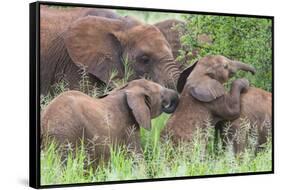 Africa. Tanzania. African elephants at Tarangire National Park,-Ralph H. Bendjebar-Framed Stretched Canvas