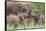 Africa. Tanzania. African elephants at Tarangire National Park,-Ralph H. Bendjebar-Framed Stretched Canvas