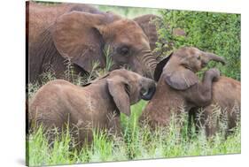 Africa. Tanzania. African elephants at Tarangire National Park,-Ralph H. Bendjebar-Stretched Canvas