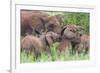 Africa. Tanzania. African elephants at Tarangire National Park,-Ralph H. Bendjebar-Framed Premium Photographic Print