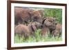 Africa. Tanzania. African elephants at Tarangire National Park,-Ralph H. Bendjebar-Framed Premium Photographic Print