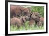 Africa. Tanzania. African elephants at Tarangire National Park,-Ralph H. Bendjebar-Framed Premium Photographic Print