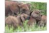 Africa. Tanzania. African elephants at Tarangire National Park,-Ralph H. Bendjebar-Mounted Premium Photographic Print