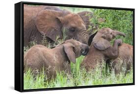 Africa. Tanzania. African elephants at Tarangire National Park,-Ralph H. Bendjebar-Framed Stretched Canvas