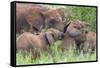 Africa. Tanzania. African elephants at Tarangire National Park,-Ralph H. Bendjebar-Framed Stretched Canvas