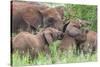 Africa. Tanzania. African elephants at Tarangire National Park,-Ralph H. Bendjebar-Stretched Canvas