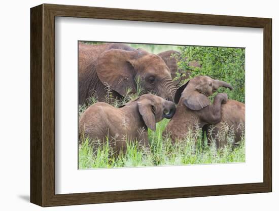 Africa. Tanzania. African elephants at Tarangire National Park,-Ralph H. Bendjebar-Framed Photographic Print