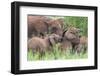 Africa. Tanzania. African elephants at Tarangire National Park,-Ralph H. Bendjebar-Framed Photographic Print