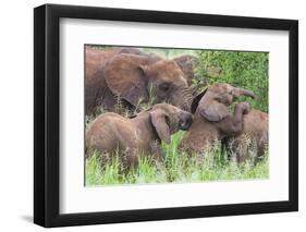 Africa. Tanzania. African elephants at Tarangire National Park,-Ralph H. Bendjebar-Framed Photographic Print