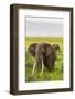 Africa. Tanzania. African elephants at the crater in the Ngorongoro Conservation Area.-Ralph H. Bendjebar-Framed Photographic Print