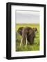Africa. Tanzania. African elephants at the crater in the Ngorongoro Conservation Area.-Ralph H. Bendjebar-Framed Photographic Print