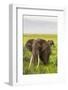 Africa. Tanzania. African elephants at the crater in the Ngorongoro Conservation Area.-Ralph H. Bendjebar-Framed Photographic Print