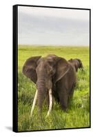 Africa. Tanzania. African elephants at the crater in the Ngorongoro Conservation Area.-Ralph H. Bendjebar-Framed Stretched Canvas