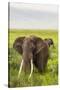 Africa. Tanzania. African elephants at the crater in the Ngorongoro Conservation Area.-Ralph H. Bendjebar-Stretched Canvas