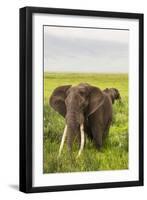 Africa. Tanzania. African elephants at the crater in the Ngorongoro Conservation Area.-Ralph H. Bendjebar-Framed Photographic Print