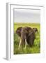 Africa. Tanzania. African elephants at the crater in the Ngorongoro Conservation Area.-Ralph H. Bendjebar-Framed Photographic Print