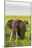 Africa. Tanzania. African elephants at the crater in the Ngorongoro Conservation Area.-Ralph H. Bendjebar-Mounted Photographic Print