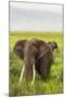 Africa. Tanzania. African elephants at the crater in the Ngorongoro Conservation Area.-Ralph H. Bendjebar-Mounted Premium Photographic Print