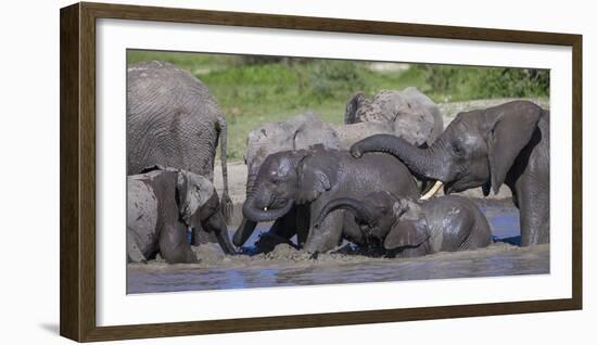 Africa. Tanzania. African elephants bathing at Ndutu, Serengeti National Park.-Ralph H. Bendjebar-Framed Photographic Print