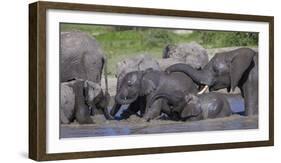 Africa. Tanzania. African elephants bathing at Ndutu, Serengeti National Park.-Ralph H. Bendjebar-Framed Photographic Print