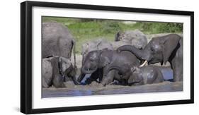 Africa. Tanzania. African elephants bathing at Ndutu, Serengeti National Park.-Ralph H. Bendjebar-Framed Photographic Print