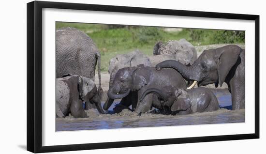 Africa. Tanzania. African elephants bathing at Ndutu, Serengeti National Park.-Ralph H. Bendjebar-Framed Photographic Print