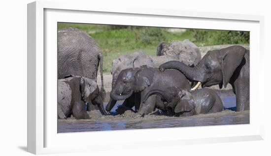 Africa. Tanzania. African elephants bathing at Ndutu, Serengeti National Park.-Ralph H. Bendjebar-Framed Photographic Print
