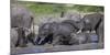 Africa. Tanzania. African elephants bathing at Ndutu, Serengeti National Park.-Ralph H. Bendjebar-Mounted Photographic Print