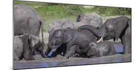 Africa. Tanzania. African elephants bathing at Ndutu, Serengeti National Park.-Ralph H. Bendjebar-Mounted Photographic Print