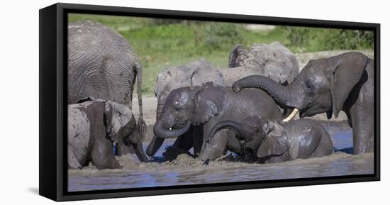 Africa. Tanzania. African elephants bathing at Ndutu, Serengeti National Park.-Ralph H. Bendjebar-Framed Stretched Canvas