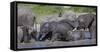 Africa. Tanzania. African elephants bathing at Ndutu, Serengeti National Park.-Ralph H. Bendjebar-Framed Stretched Canvas
