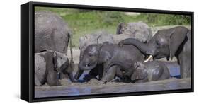 Africa. Tanzania. African elephants bathing at Ndutu, Serengeti National Park.-Ralph H. Bendjebar-Framed Stretched Canvas