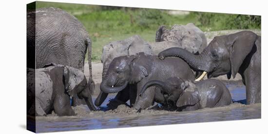 Africa. Tanzania. African elephants bathing at Ndutu, Serengeti National Park.-Ralph H. Bendjebar-Stretched Canvas