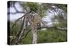 Africa. Tanzania. African leopard descending a tree, Serengeti National Park.-Ralph H. Bendjebar-Stretched Canvas