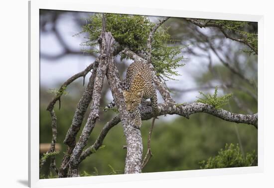 Africa. Tanzania. African leopard descending a tree, Serengeti National Park.-Ralph H. Bendjebar-Framed Photographic Print