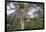 Africa. Tanzania. African leopard descending a tree, Serengeti National Park.-Ralph H. Bendjebar-Framed Photographic Print