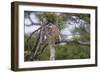 Africa. Tanzania. African leopard descending a tree, Serengeti National Park.-Ralph H. Bendjebar-Framed Photographic Print