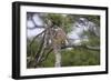 Africa. Tanzania. African leopard descending a tree, Serengeti National Park.-Ralph H. Bendjebar-Framed Photographic Print