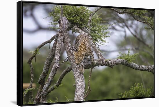 Africa. Tanzania. African leopard descending a tree, Serengeti National Park.-Ralph H. Bendjebar-Framed Stretched Canvas