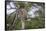 Africa. Tanzania. African leopard descending a tree, Serengeti National Park.-Ralph H. Bendjebar-Framed Stretched Canvas