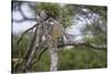Africa. Tanzania. African leopard descending a tree, Serengeti National Park.-Ralph H. Bendjebar-Stretched Canvas