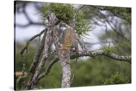 Africa. Tanzania. African leopard descending a tree, Serengeti National Park.-Ralph H. Bendjebar-Stretched Canvas